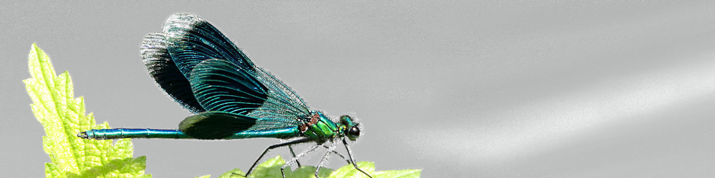 banner_banded_demoiselle